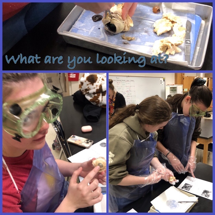 students dissecting cow eyes